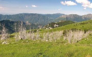 20 La foresta di larici morti...